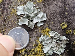 Parmotrema austrosinense