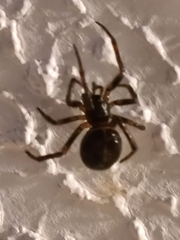 Steatoda borealis