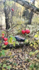 Crataegus sanguinea