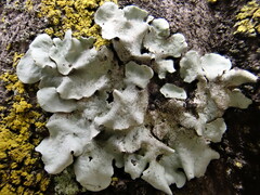 Parmotrema austrosinense