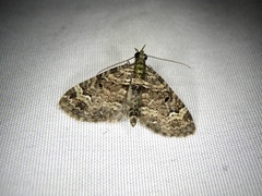 Chloroclystis excisa