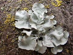 Parmotrema austrosinense