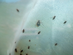 Tuberolachnus salignus