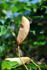 Erythrostemon mexicanus