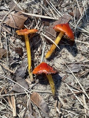 Hygrocybe conica