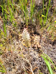 Lachenalia contaminata