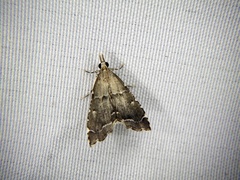 Diplopseustis perieresalis