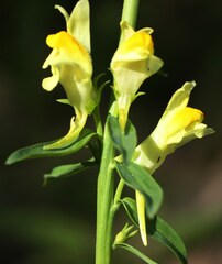 Linaria acutiloba