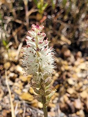 Lachenalia contaminata