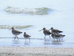 Calidris tenuirostris