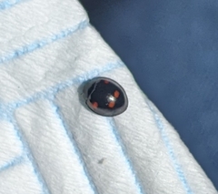 Exochomus quadripustulatus