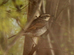Turdus eunomus