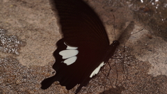 Papilio nephelus chaon