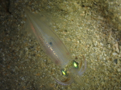 Alloteuthis