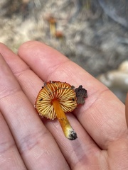 Hygrocybe conica
