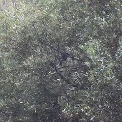 Nycticorax nycticorax