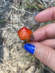 Hygrocybe conica