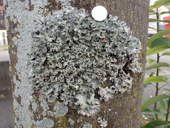 Parmotrema austrosinense