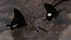 Papilio nephelus chaon