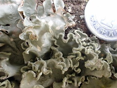 Parmotrema austrosinense