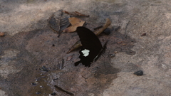 Papilio nephelus chaon