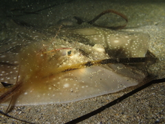 Raja undulata