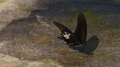 Papilio nephelus chaon