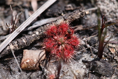 Drosera nitidula