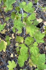 Physocarpus capitatus