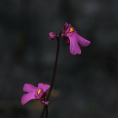 Utricularia multifida