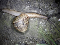 Satsuma papilliformis