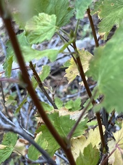 Physocarpus capitatus