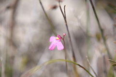 Utricularia multifida