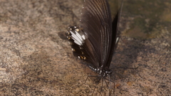 Papilio nephelus chaon