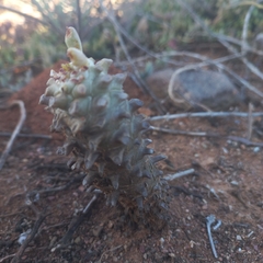 Euphorbia heptagona