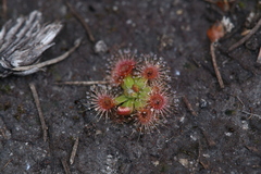 Drosera pulchella