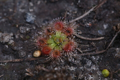 Drosera pulchella