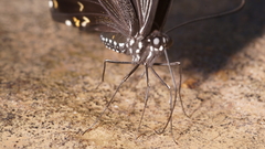 Papilio nephelus chaon