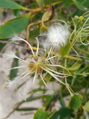 Clematis glycinoides