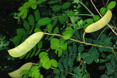 Erythrostemon mexicanus