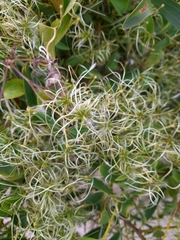 Clematis glycinoides