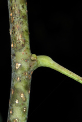 Erythrostemon mexicanus