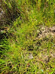 Isolepis