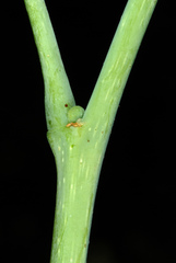 Erythrostemon mexicanus