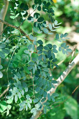 Erythrostemon mexicanus