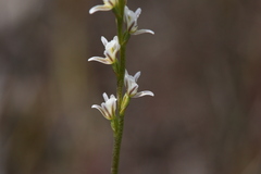 Prasophyllum cyphochilum