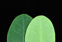 Erythrostemon mexicanus