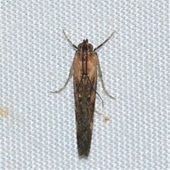 Elasmopalpus lignosella