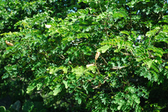 Erythrostemon mexicanus