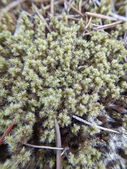 Racomitrium canescens